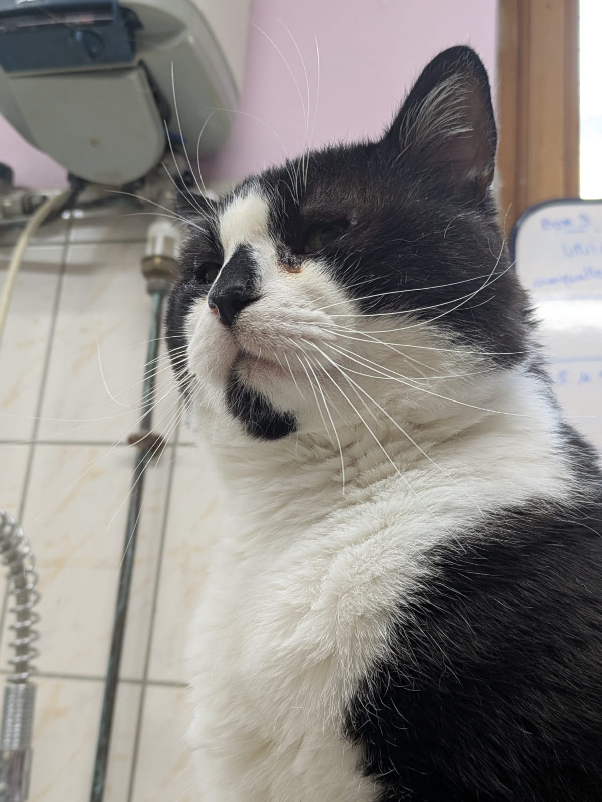 Kolan ♂️ indisponible soin