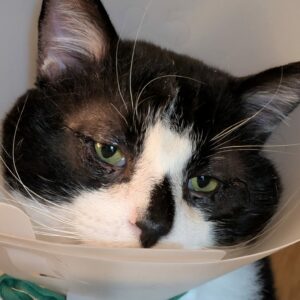 Kolan ♂️ réservé