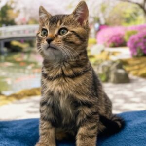 Hiro ♂️ réservé