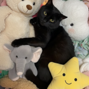 Granola ♂️ adoption en cours