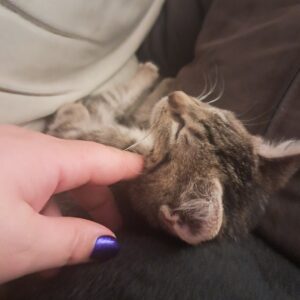 Saphyr♀️adoption en cours