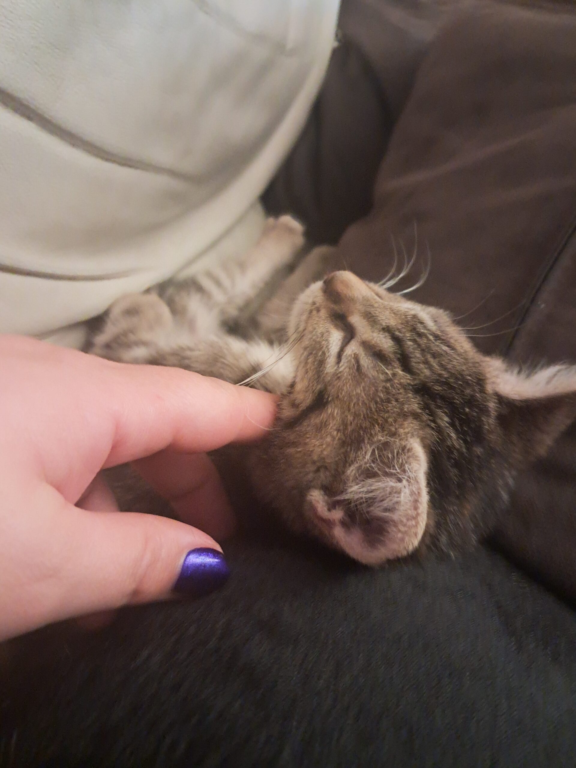 Saphyr♀️adoption en cours