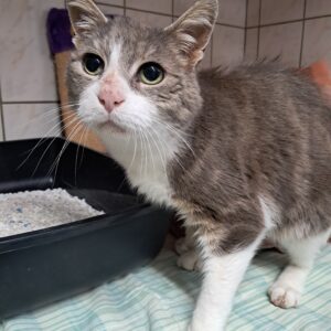 Gribouille ♂️ adoption en cours