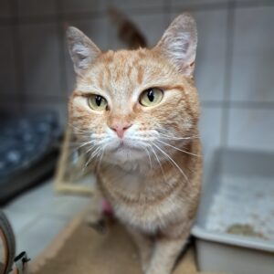 Pipoune ♀️ adoption en cours