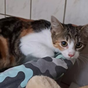 Aurore ♀️adoption en cours