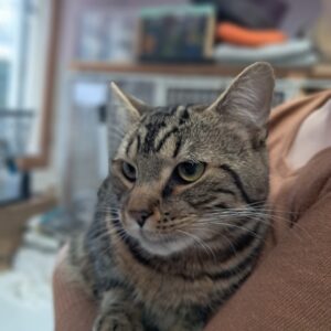 Apple ♂️ adoption en cours