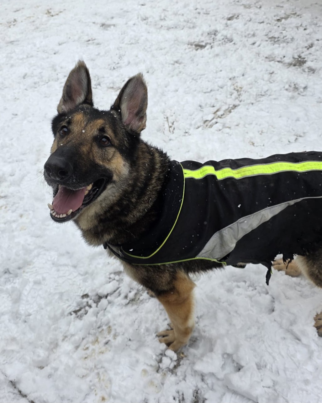 Cheyenne ♂️ – Image 17