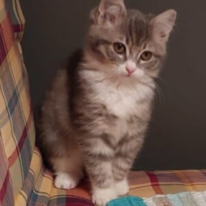 Zoomy ♀️adoption en cours