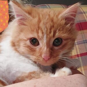 Roucky ♂️ réservé