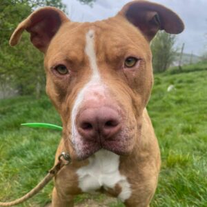 Joey ♂️ indisponible en éducation