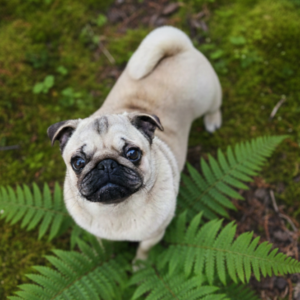 Abra ♀️ adoption en cours