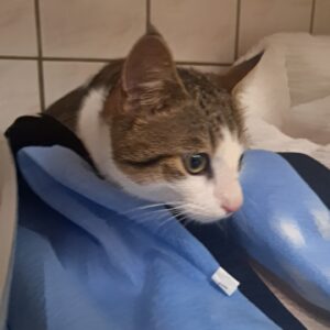 Bounty ♂️ réservé