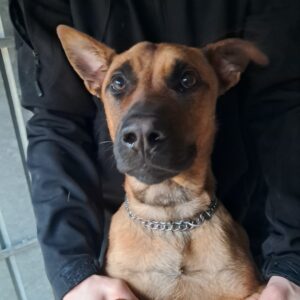 Alfred ♂️ indisponible essaie police