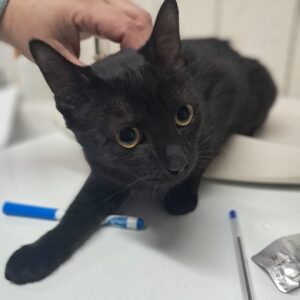 Rochette ♀️ adoption en cours