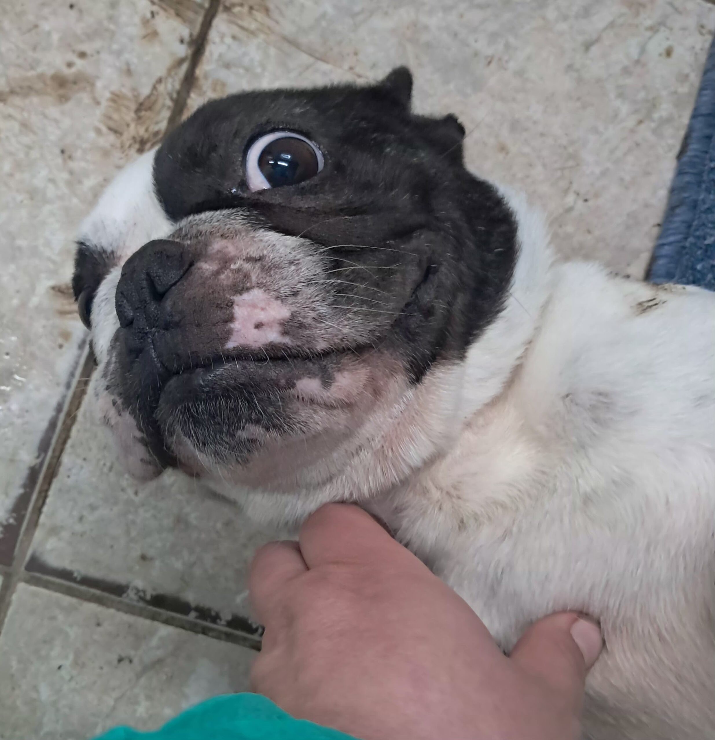 Joy ♀️adoption en cours – Image 5