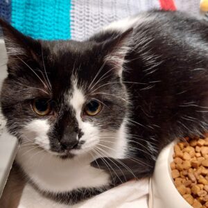 Titi ♂️ échappé de chez son adoptant sur evreux