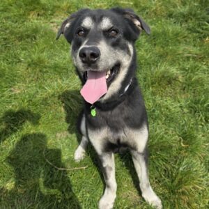 Volt ♂️ adoption en cours