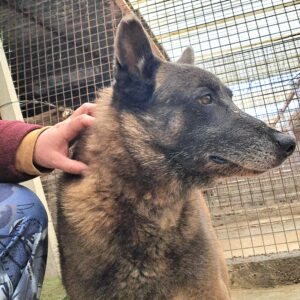 Lou-cian ♂️ indisponible fourrière et en sociabilisation