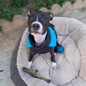 Deb ♀️adoption en cours