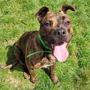 Dam ♂️ adoption en cours