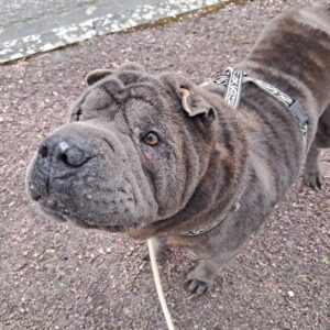 Melvin ♂️ réservé