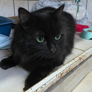 Lili ♀️adoption en cours