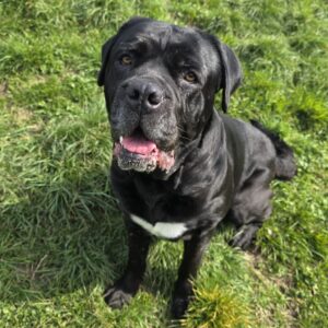 Héra ♀️adoption en cours