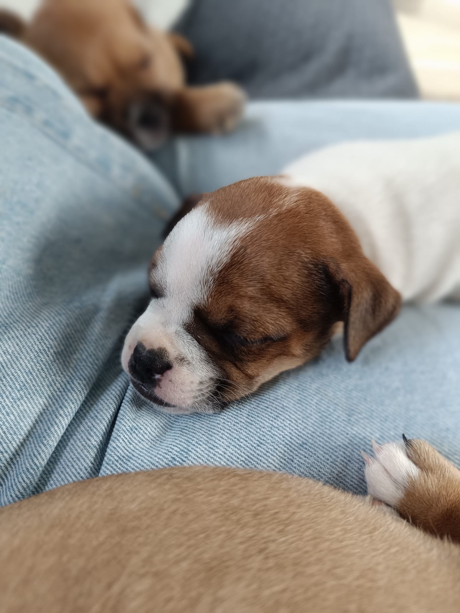 Boo♀️adoption en cours – Image 3
