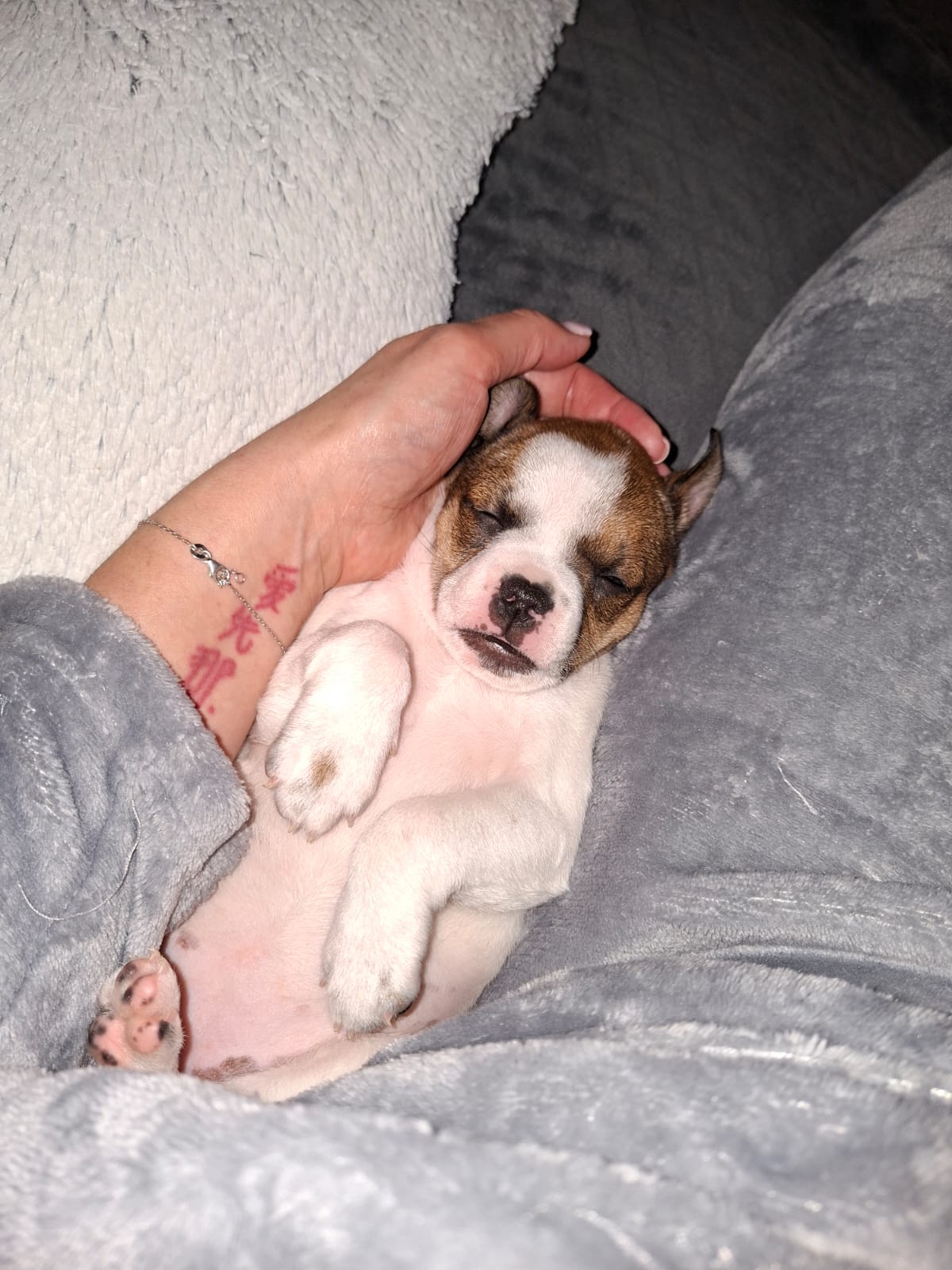 Boo♀️adoption en cours