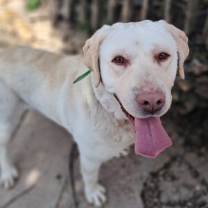 Dody ♂️ adoption en cours