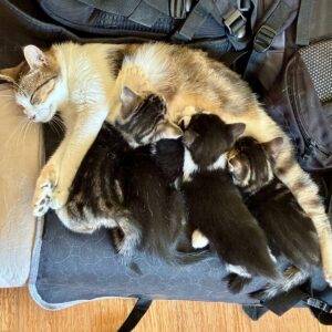 Padmé ♀️indisponible maman