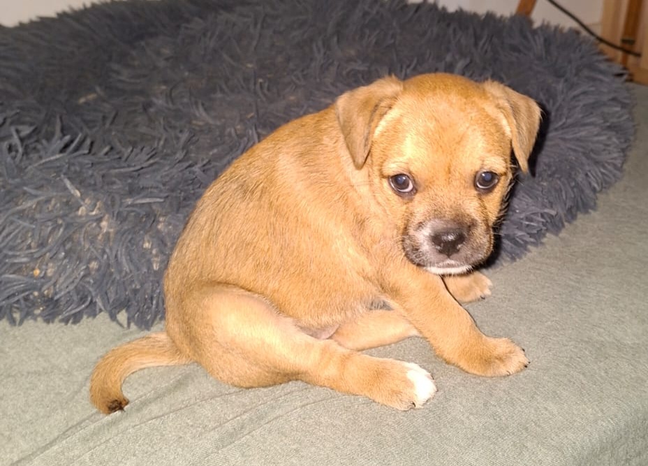 Billie♀️adoption en cours – Image 9