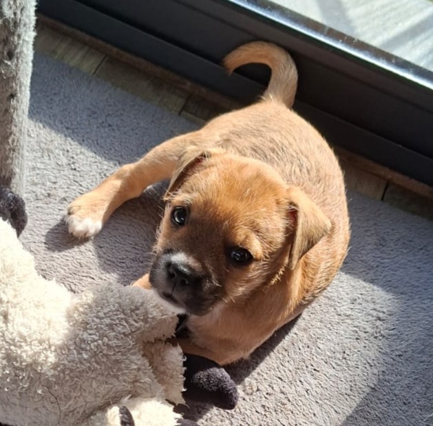 Billie♀️adoption en cours – Image 8