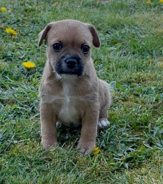 Billie♀️adoption en cours