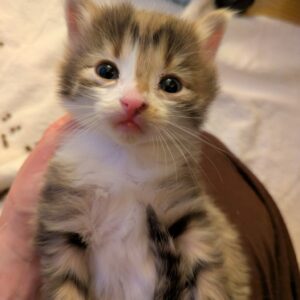 Obi-wan ♂️ adoption en cours