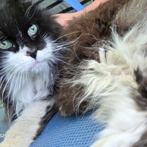 Yaniro ♂️ réservé