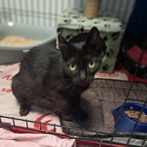 Olive ♀️réservée