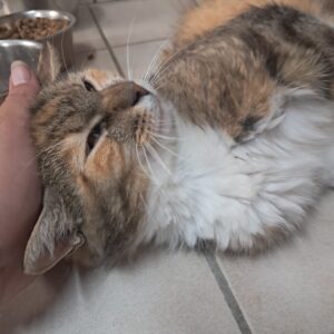 Yosha ♀️ adoption en cours