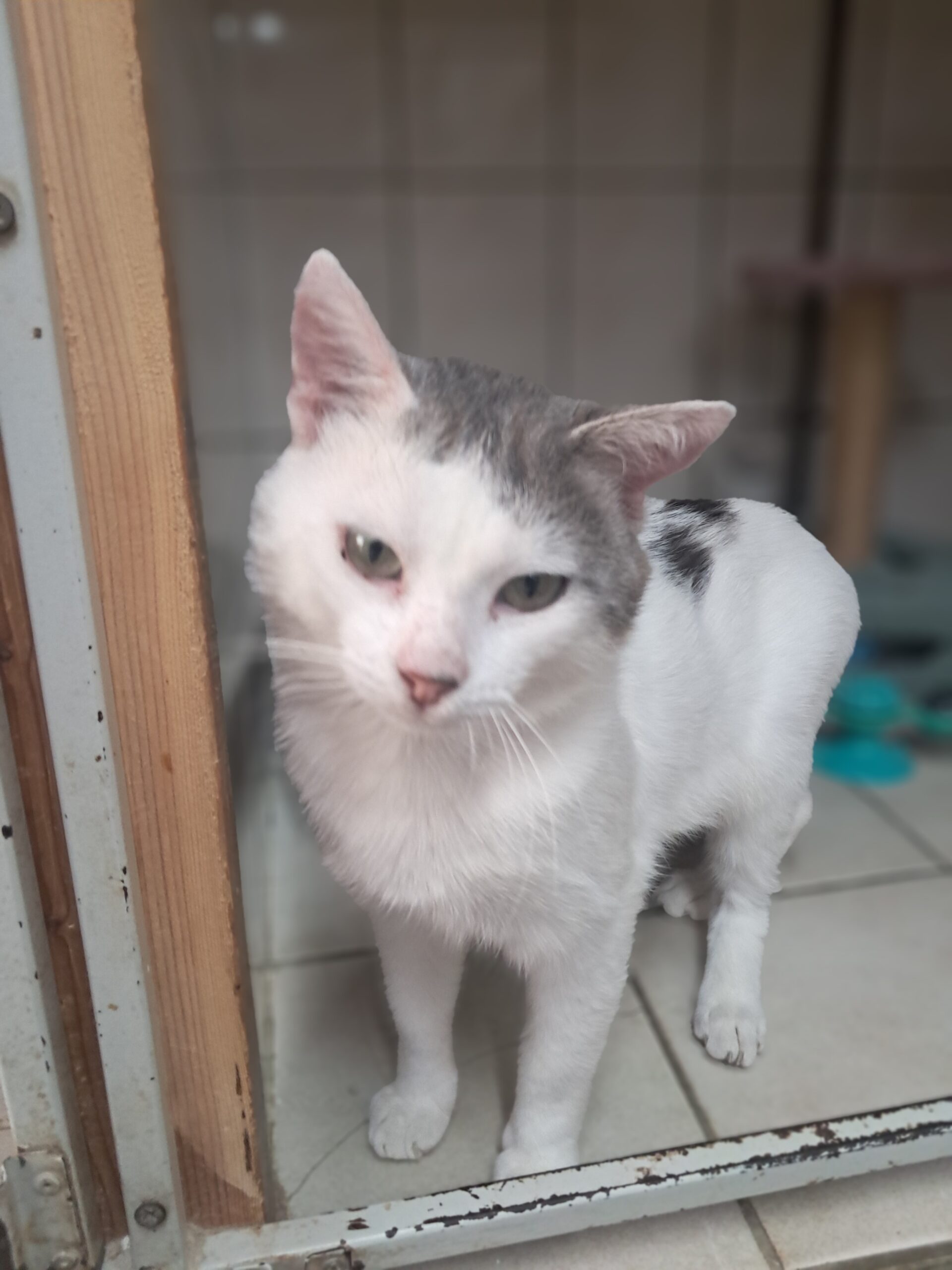 M&M'S ♂️ adoption en cours – Image 13