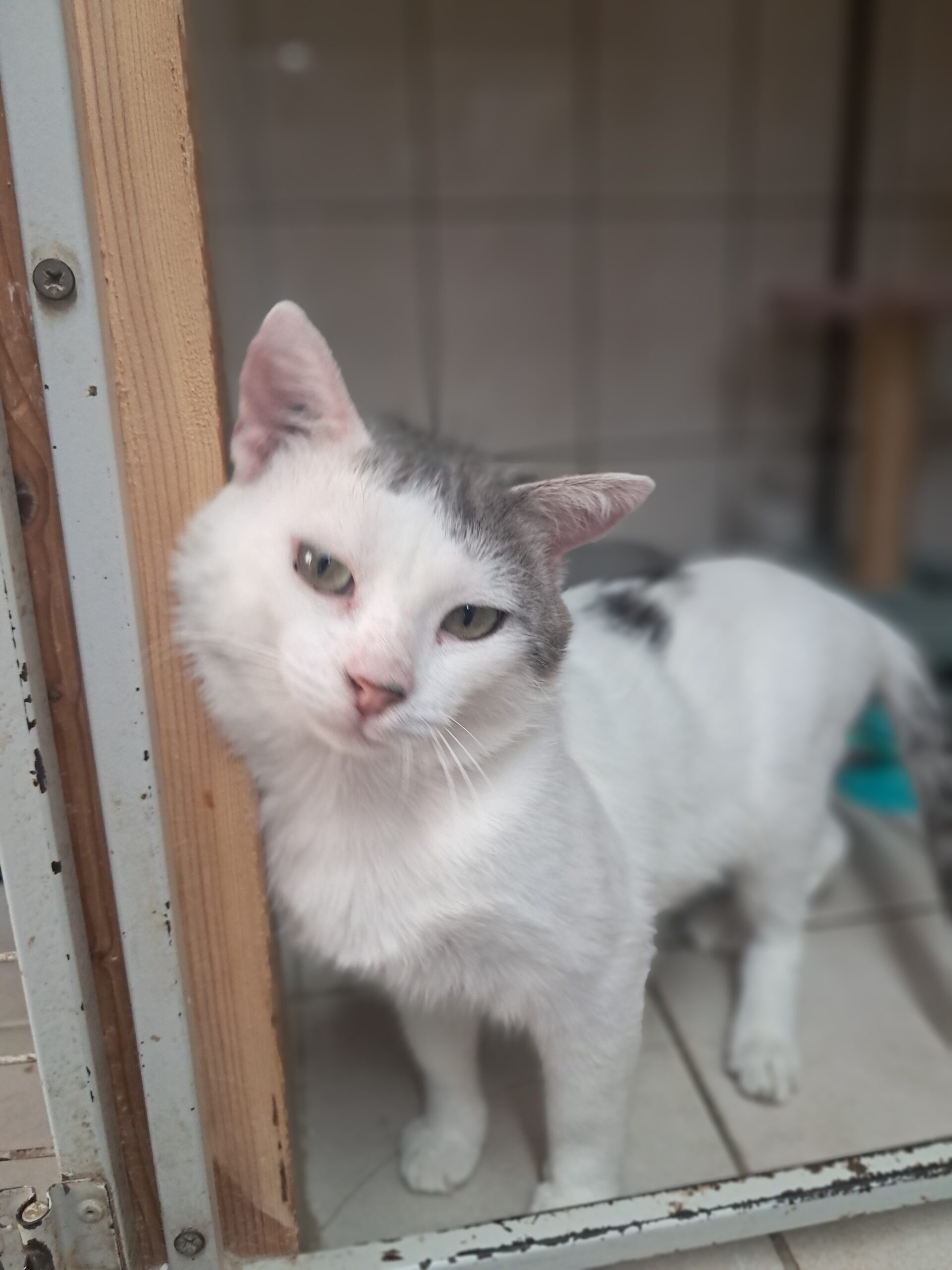 M&M'S ♂️ adoption en cours – Image 12