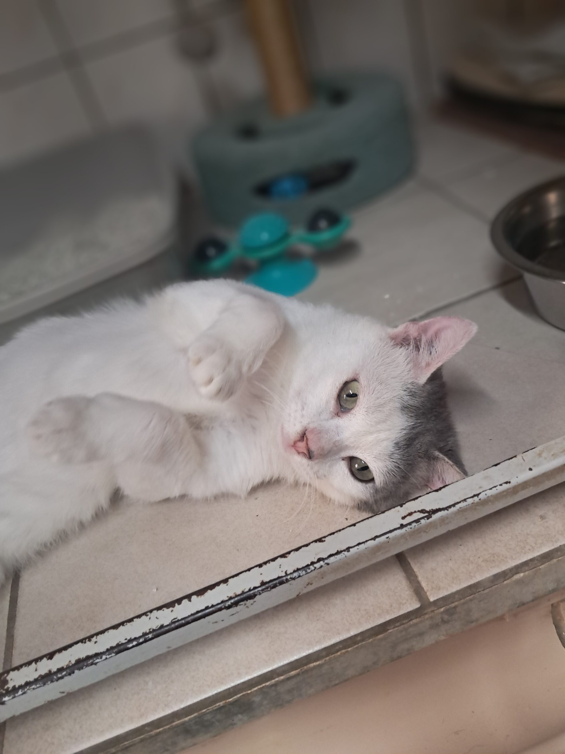 M&M'S ♂️ adoption en cours – Image 11