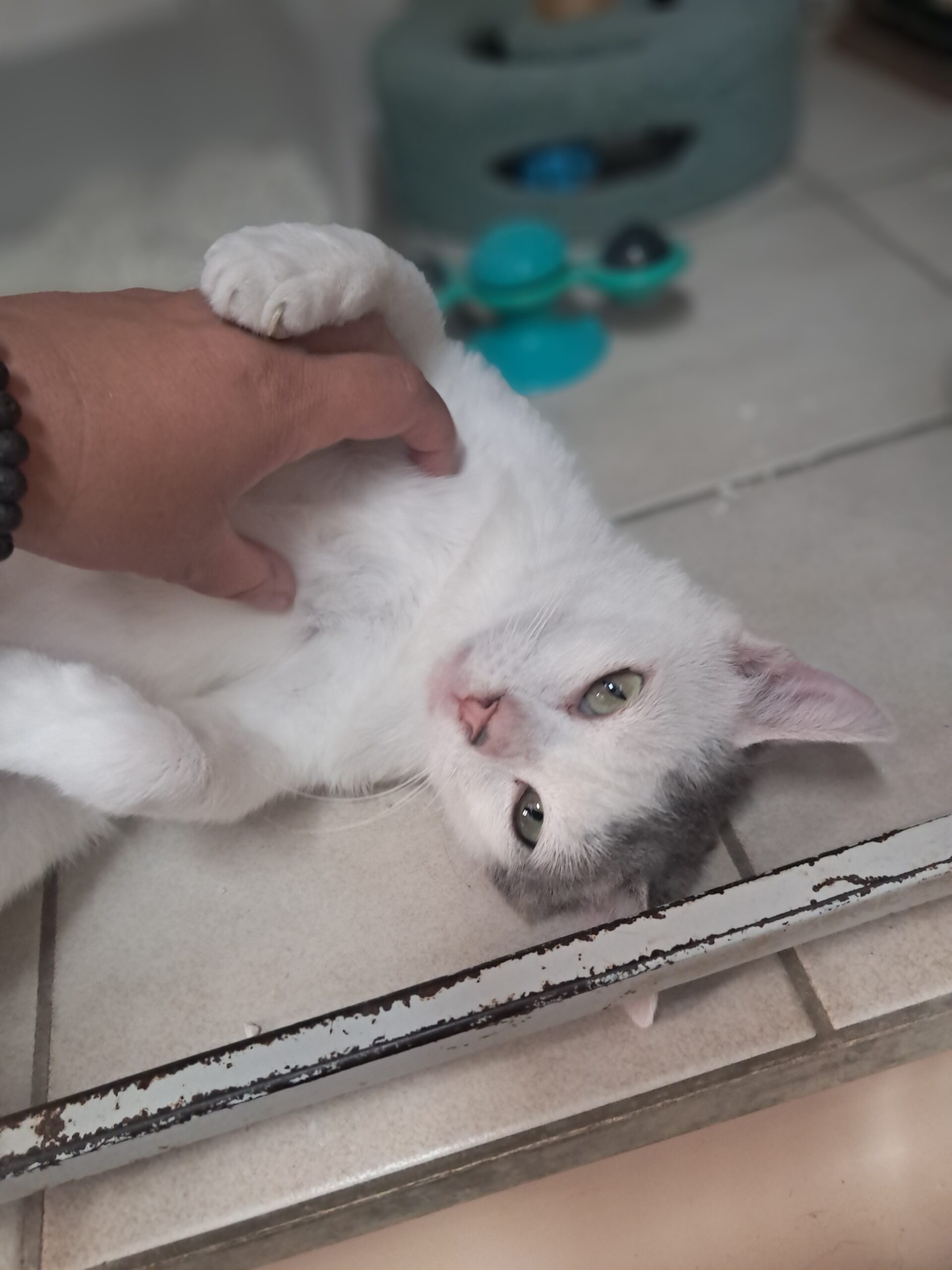 M&M'S ♂️ adoption en cours