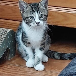 Persian ♂️ adoption en cours