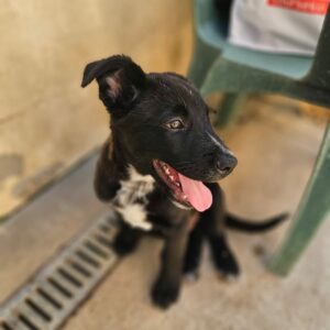Baloo ♂️ adoption en cours