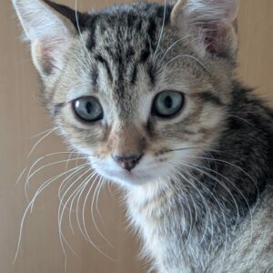 Yaddle ♀️ adoption en cours