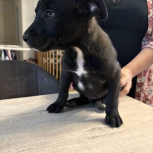 Max ♂️ adoption en cours