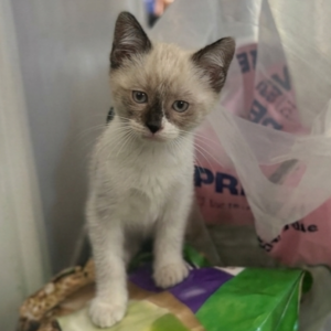 Imelda ♀️ adoption en cours