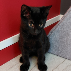 Danté ♂️ adoption en cours