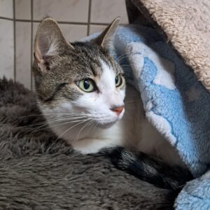 Ziggy ♂️ adoption en cours