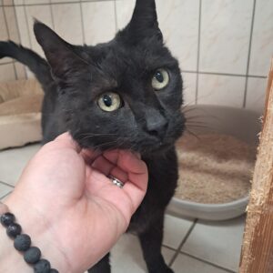 Negus ♂️ adoption en cours